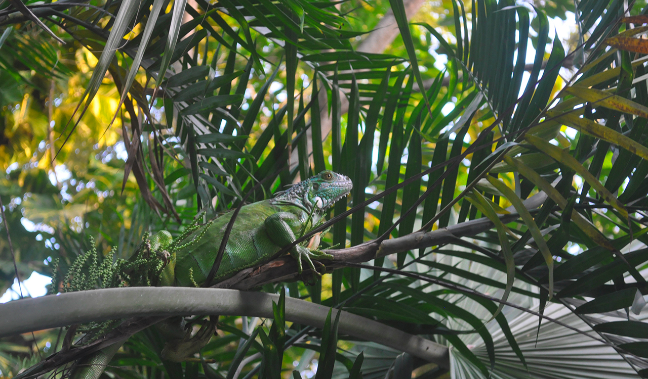 Jardín Botánico: Atractivos, horarios y precios